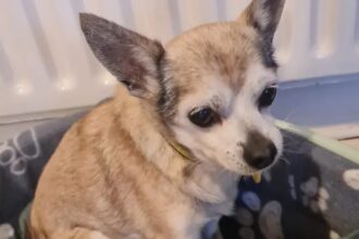 Tiny, an 18-year-old Chihuahua believed to be the UK’s oldest unwanted dog, is looking for a new home with his best friend Wilma, nine, through Dogs Trust Salisbury in Wiltshire.
