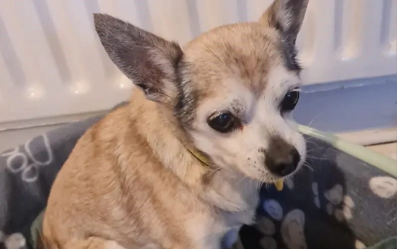 Tiny, an 18-year-old Chihuahua believed to be the UK’s oldest unwanted dog, is looking for a new home with his best friend Wilma, nine, through Dogs Trust Salisbury in Wiltshire.