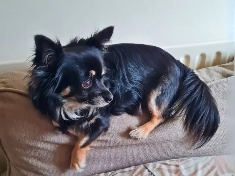 Tiny, an 18-year-old Chihuahua believed to be the UK’s oldest unwanted dog, is looking for a new home with his best friend Wilma, nine, through Dogs Trust Salisbury in Wiltshire.