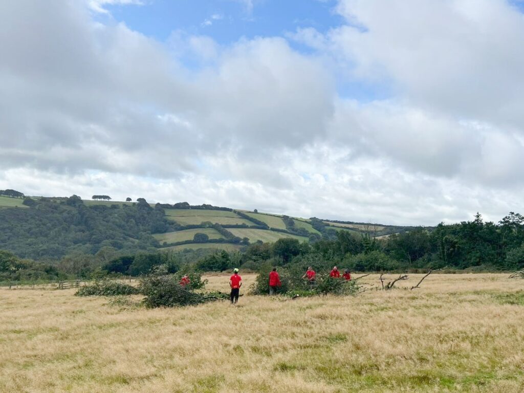 Water buffalo have been released in Devon’s Tattiscombe countryside to restore wetlands with their hooves creating wallows pools and habitats that boost biodiversity and wildlife.