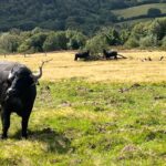 Water buffalo have been released in Devon’s Tattiscombe countryside to restore wetlands with their hooves creating wallows pools and habitats that boost biodiversity and wildlife.