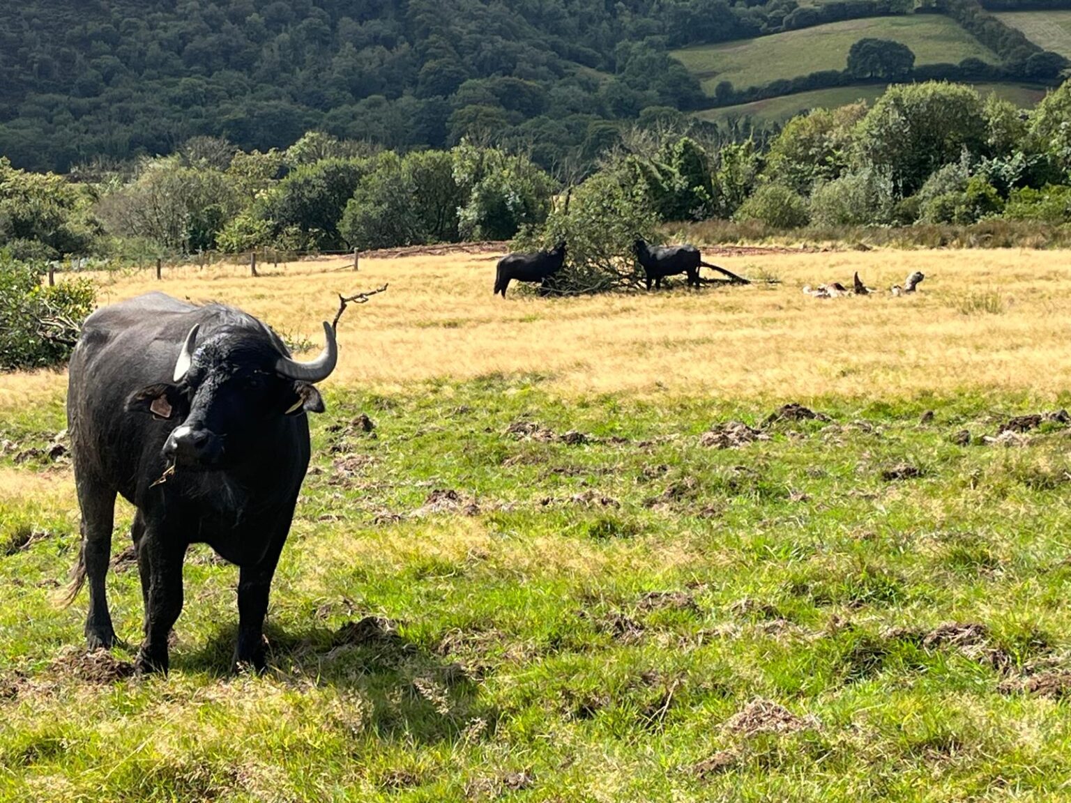 Water buffalo have been released in Devon’s Tattiscombe countryside to restore wetlands with their hooves creating wallows pools and habitats that boost biodiversity and wildlife.