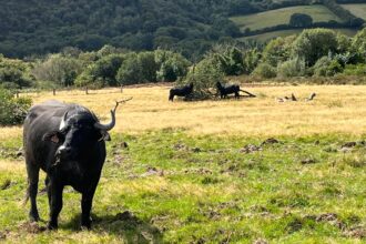 Water buffalo have been released in Devon’s Tattiscombe countryside to restore wetlands with their hooves creating wallows pools and habitats that boost biodiversity and wildlife.