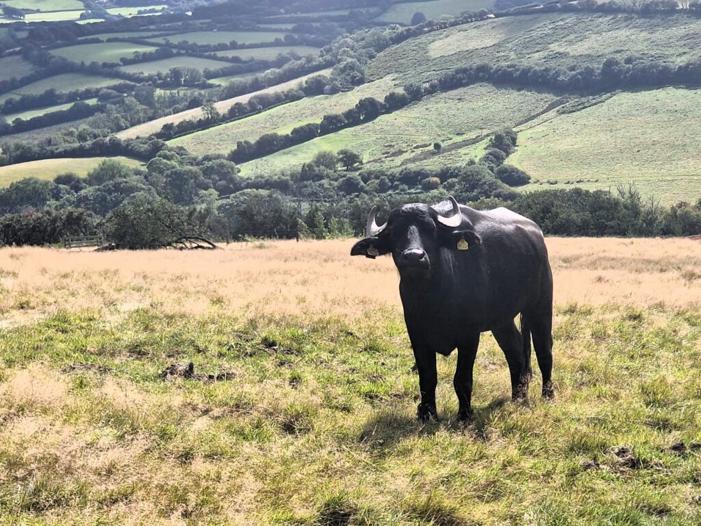 Water buffalo have been released in Devon’s Tattiscombe countryside to restore wetlands with their hooves creating wallows pools and habitats that boost biodiversity and wildlife.