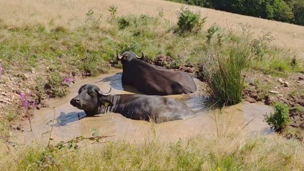 Water buffalo have been released in Devon’s Tattiscombe countryside to restore wetlands with their hooves creating wallows pools and habitats that boost biodiversity and wildlife.