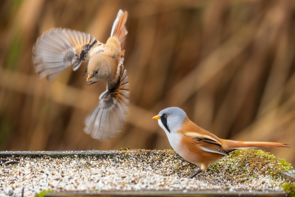 Photographer captures stunning images of rare bearded reedling birds at Leighton Moss - agile wetland species amaze as they balance delicately on reeds in Lancashire.