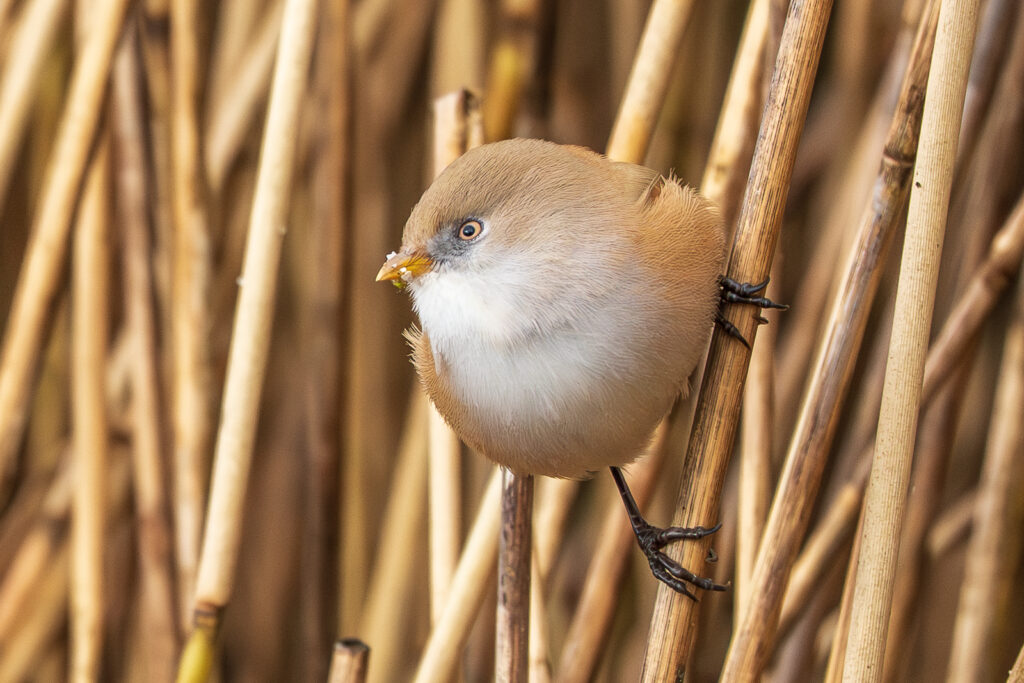 Photographer captures stunning images of rare bearded reedling birds at Leighton Moss - agile wetland species amaze as they balance delicately on reeds in Lancashire.