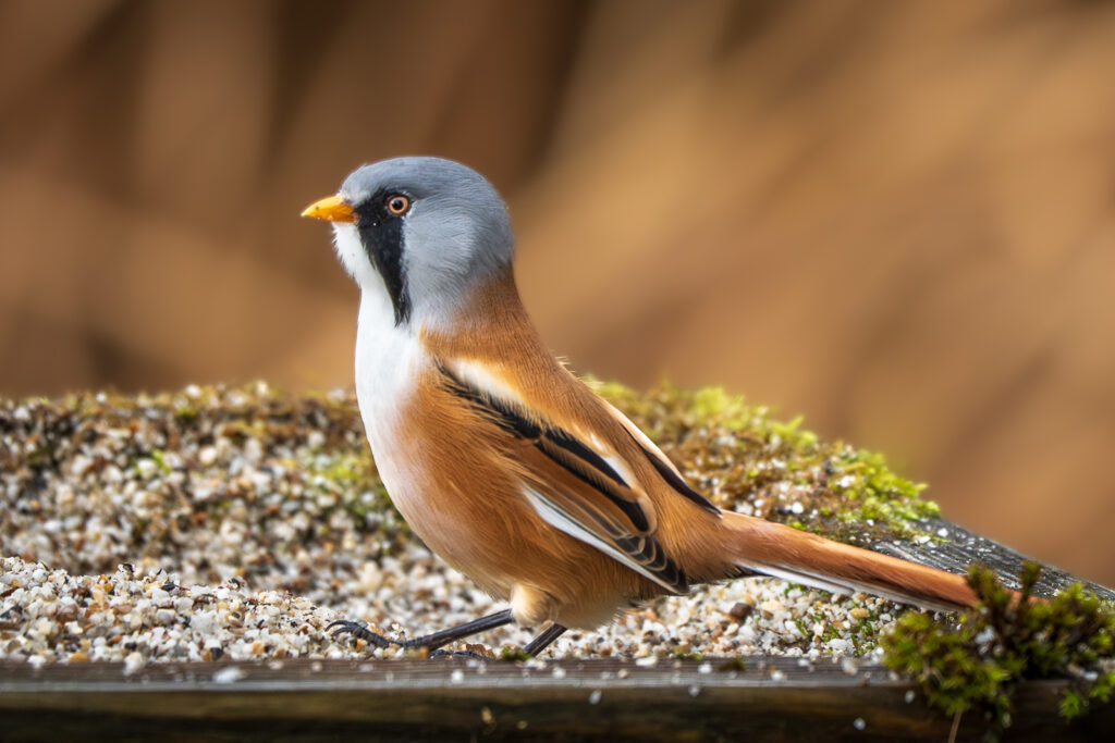 Photographer captures stunning images of rare bearded reedling birds at Leighton Moss - agile wetland species amaze as they balance delicately on reeds in Lancashire.