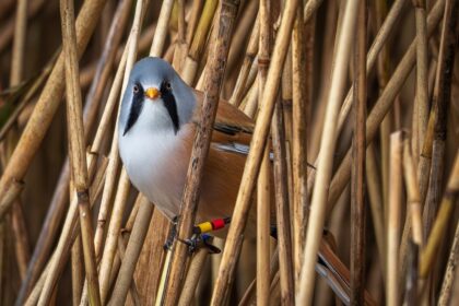 Photographer captures stunning images of rare bearded reedling birds at Leighton Moss - agile wetland species amaze as they balance delicately on reeds in Lancashire.