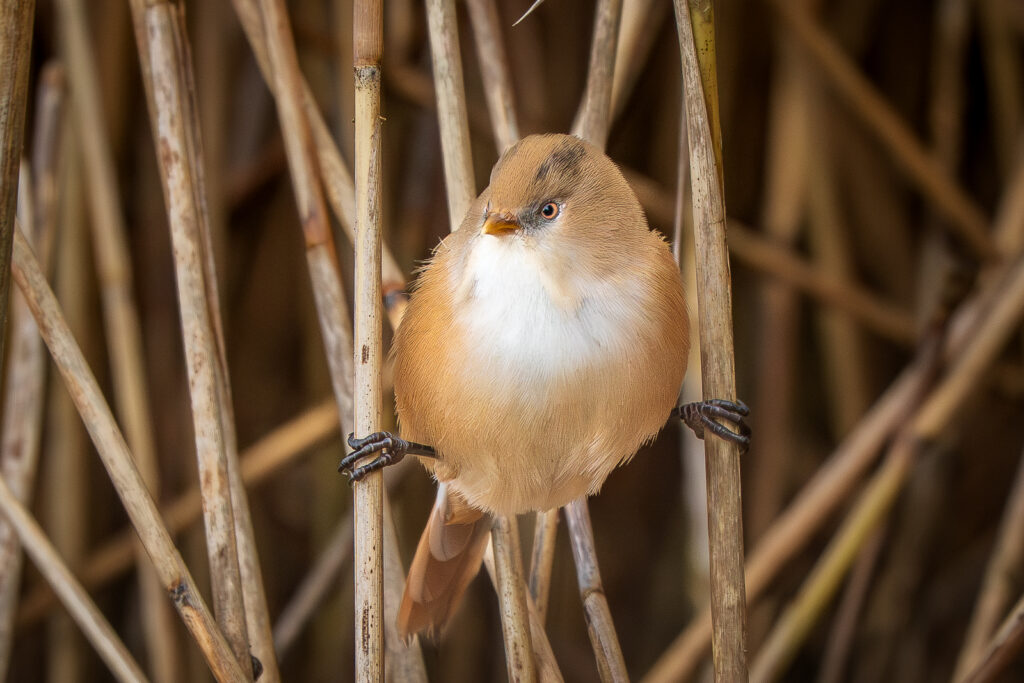 Photographer captures stunning images of rare bearded reedling birds at Leighton Moss - agile wetland species amaze as they balance delicately on reeds in Lancashire.