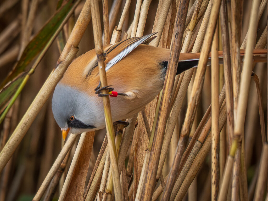 Photographer captures stunning images of rare bearded reedling birds at Leighton Moss - agile wetland species amaze as they balance delicately on reeds in Lancashire.