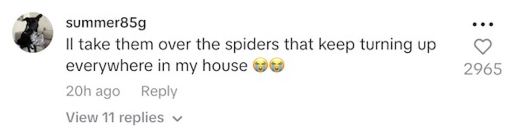 Social media comment on the post of Laura Wilson, 32, from Leicester, was horrified after hundreds of ladybirds swarmed her home, covering her walls and ceilings. She shared the ordeal on TikTok, where her video went viral with nearly a million views.