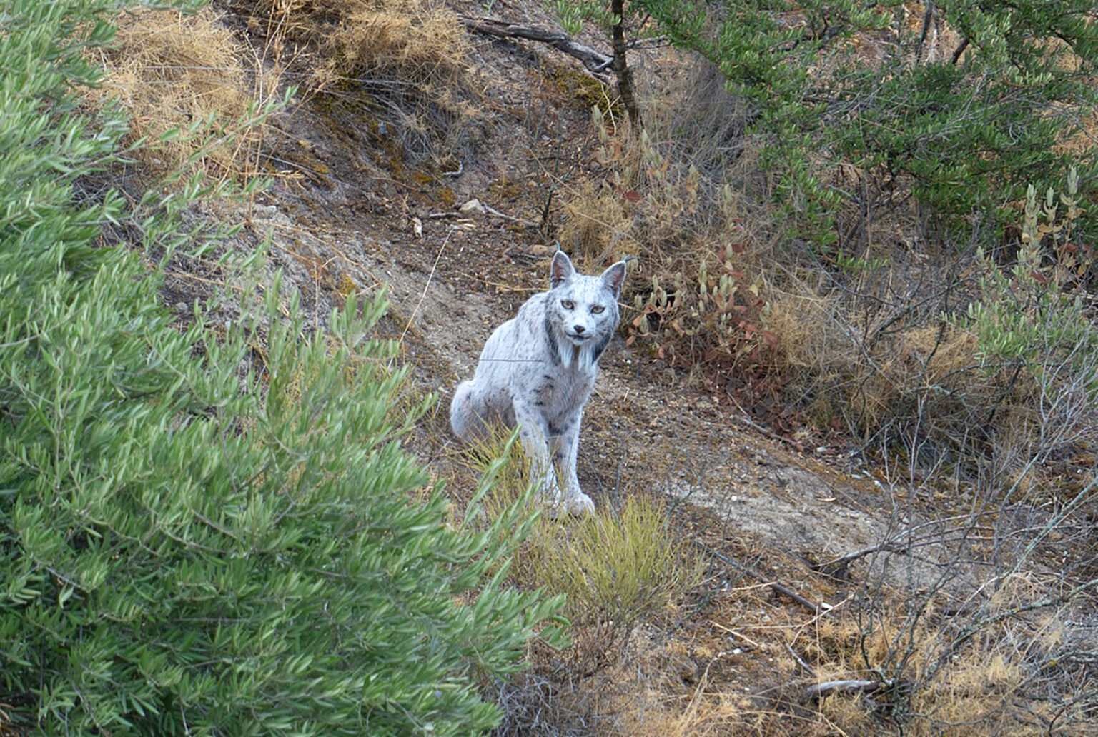 The world’s first white Iberian lynx has been filmed in Andalusia, Spain, thrilling conservationists after decades of recovery efforts brought the species back from near extinction.