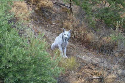 The world’s first white Iberian lynx has been filmed in Andalusia, Spain, thrilling conservationists after decades of recovery efforts brought the species back from near extinction.