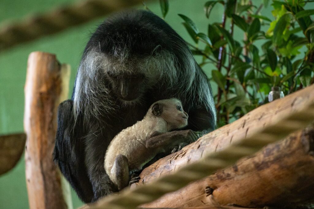 A rare white baby monkey dubbed the ghost monkey has been born at Paignton Zoo just before Halloween bringing hope for the endangered King colobus species.