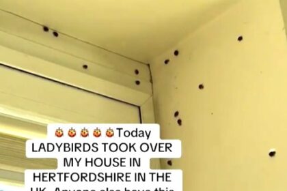 Woman says hundreds of ladybirds invaded her home and even peed on her - Hertfordshire resident horrified as bugs swarm walls and windows after waking from hibernation.