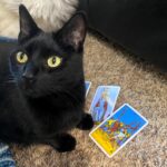 Cole, a rescue cat turned tarot card reader, has gone viral for his eerily accurate predictions, with fans flocking online for his mystical readings shared by owner Emily Cook.