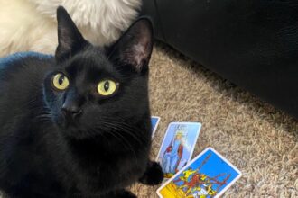 Cole, a rescue cat turned tarot card reader, has gone viral for his eerily accurate predictions, with fans flocking online for his mystical readings shared by owner Emily Cook.