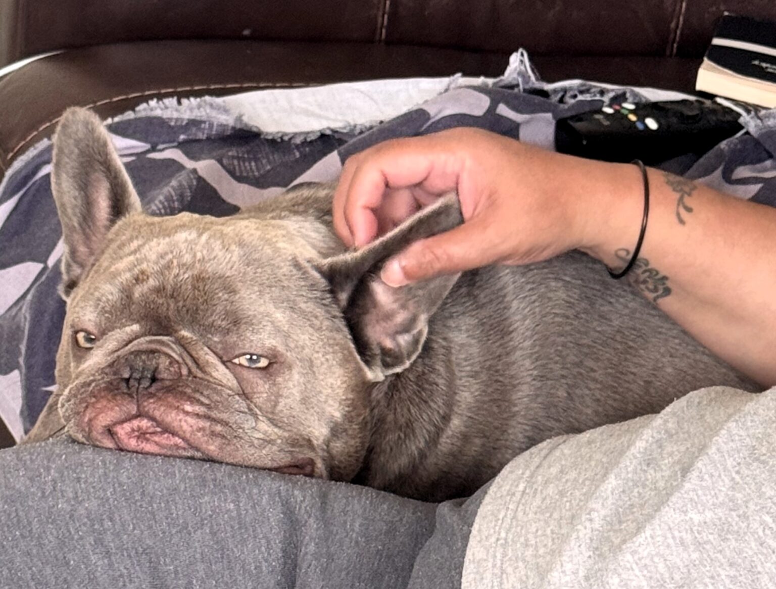 A French Bulldog named Hugo has been left paralysed after collapsing while playing, leaving his owner heartbroken and raising funds to help him walk again through urgent treatment.