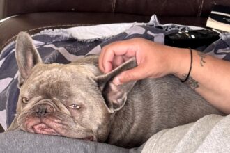 A French Bulldog named Hugo has been left paralysed after collapsing while playing, leaving his owner heartbroken and raising funds to help him walk again through urgent treatment.