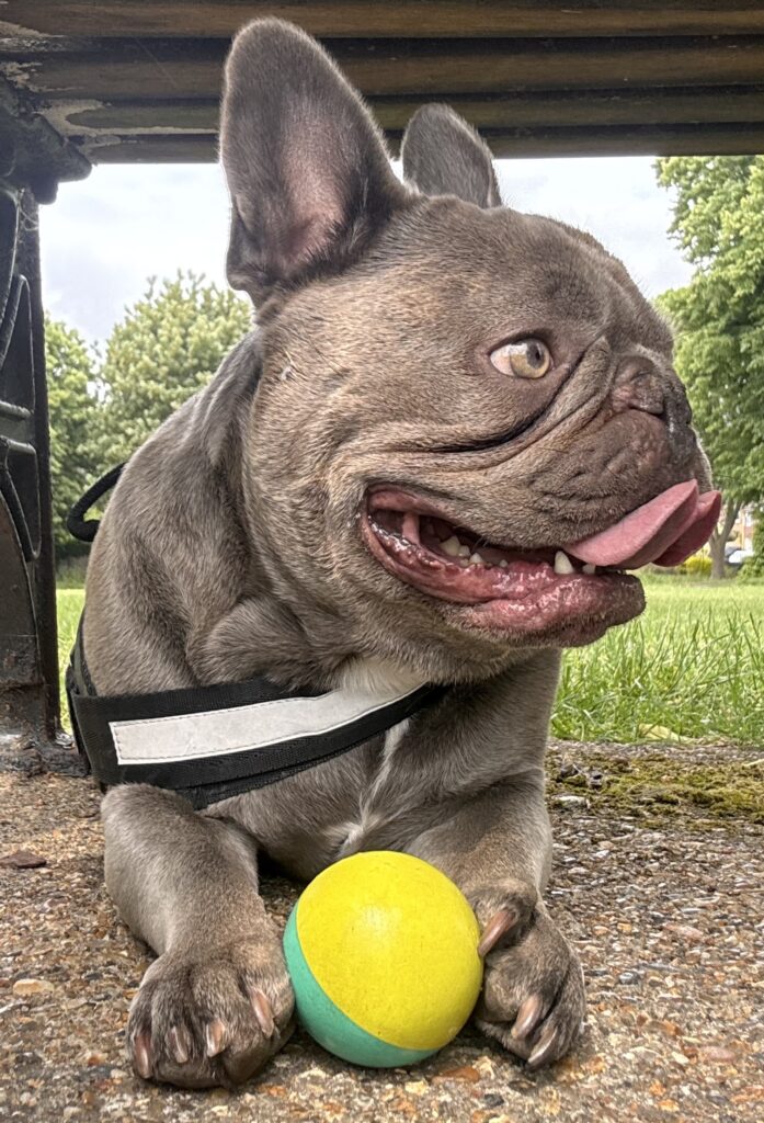 A French Bulldog named Hugo has been left paralysed after collapsing while playing, leaving his owner heartbroken and raising funds to help him walk again through urgent treatment.