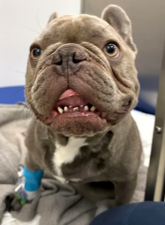 A French Bulldog named Hugo has been left paralysed after collapsing while playing, leaving his owner heartbroken and raising funds to help him walk again through urgent treatment.