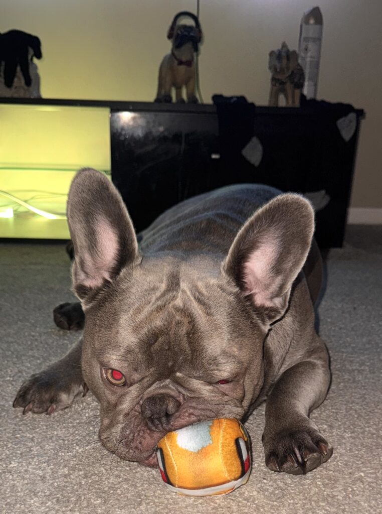 A French Bulldog named Hugo has been left paralysed after collapsing while playing, leaving his owner heartbroken and raising funds to help him walk again through urgent treatment.