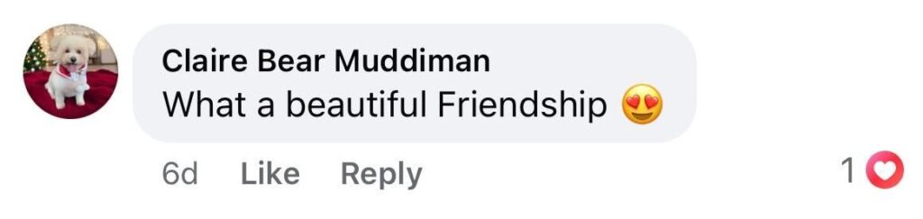 Social media comment on the post of Otter and fox form adorable unlikely friendship caught on Lincoln CCTV as the pair explore the high street together before parting ways in a heartwarming moment loved by the public.