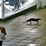 Otter and fox form adorable unlikely friendship caught on Lincoln CCTV as the pair explore the high street together before parting ways in a heartwarming moment loved by the public.