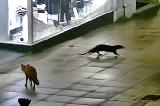 Otter and fox form adorable unlikely friendship caught on Lincoln CCTV as the pair explore the high street together before parting ways in a heartwarming moment loved by the public.