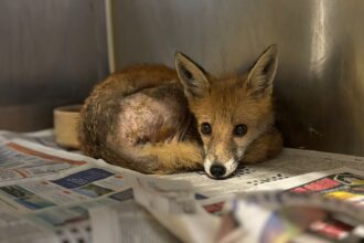 The fox after its rescue.