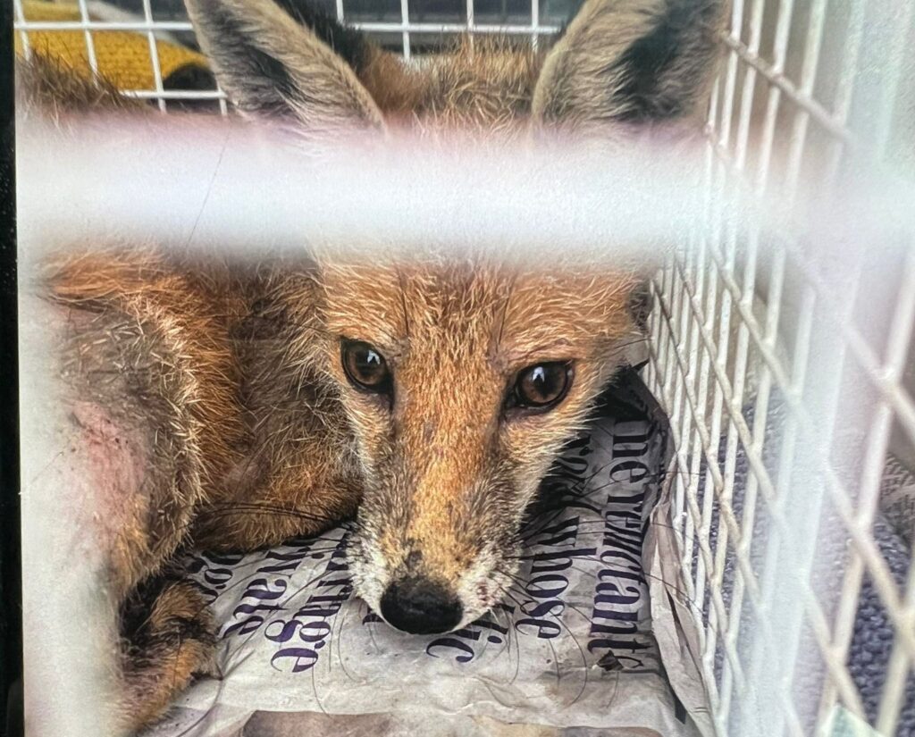 The fox after its rescue.