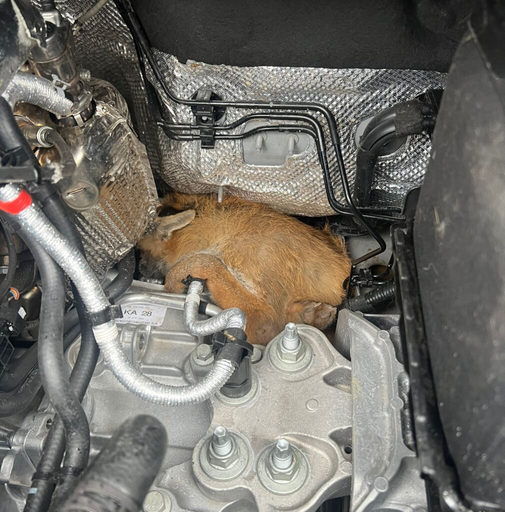 The fox found under bonnet.