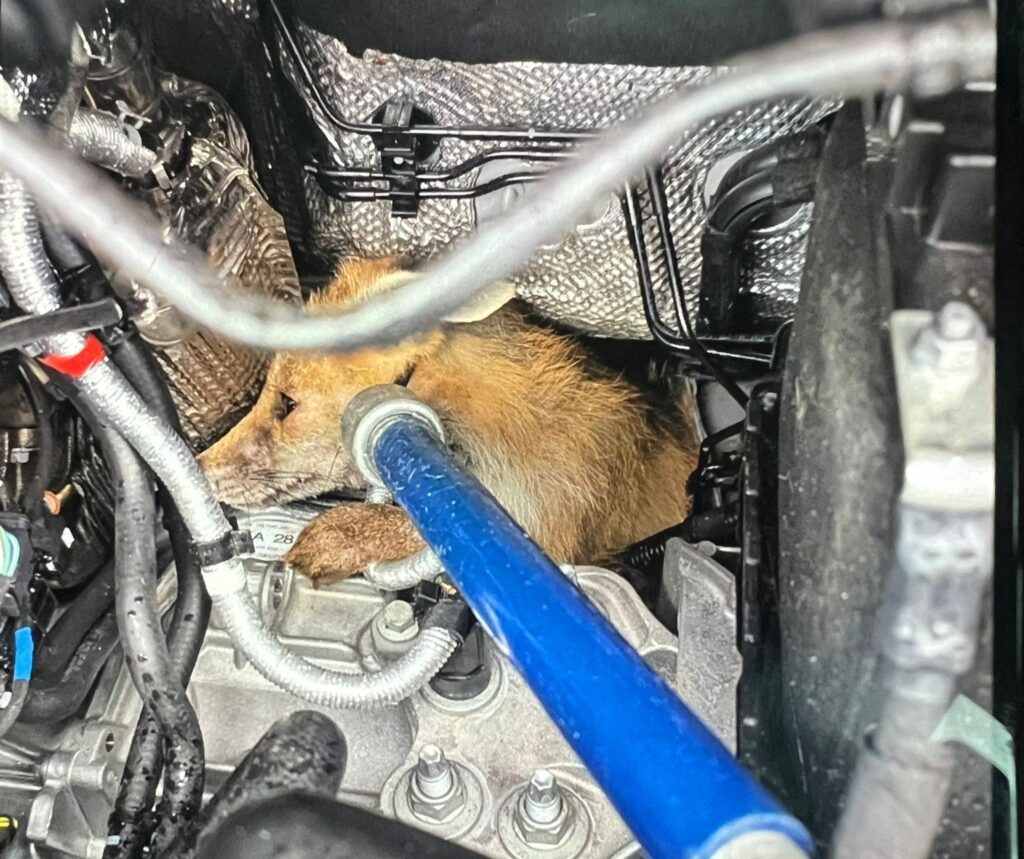 The fox found under bonnet.