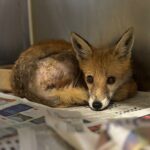 The fox after its rescue.