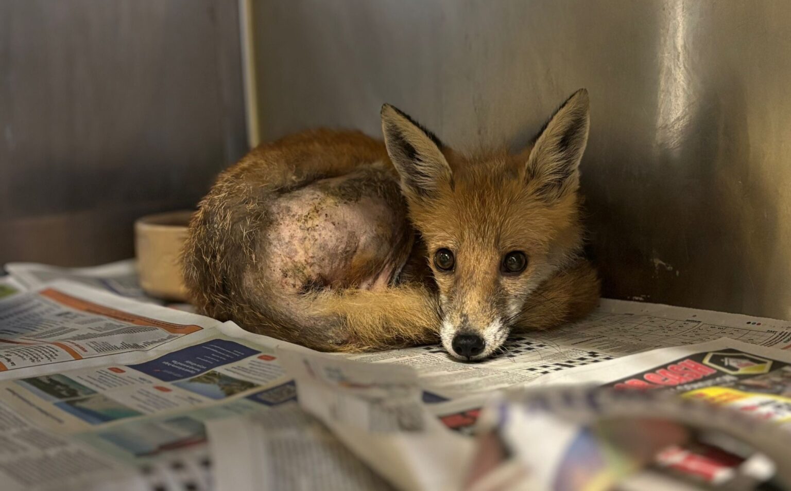 The fox after its rescue.