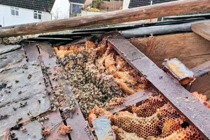 The massive bee colony hidden in roof.