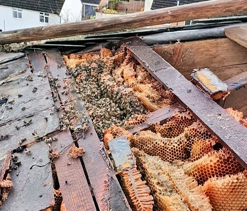 The massive bee colony hidden in roof.