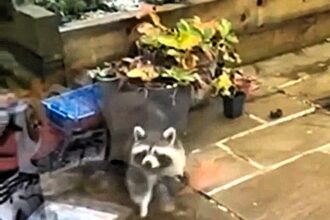 A rogue raccoon spotted peering through windows in Cornwall sparked an RSPCA search before being found hiding in a greenhouse leaving locals baffled after a week of exotic escapes.