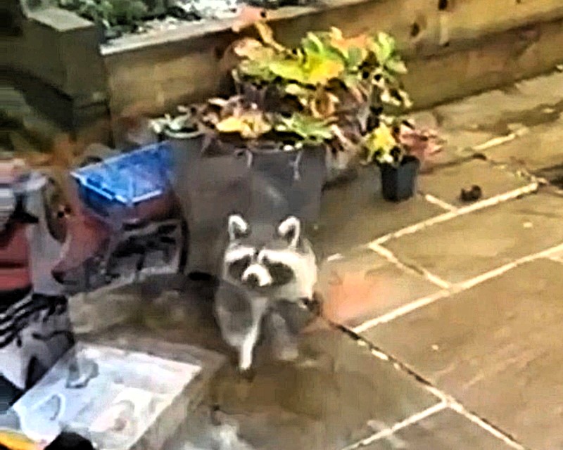 A rogue raccoon spotted peering through windows in Cornwall sparked an RSPCA search before being found hiding in a greenhouse leaving locals baffled after a week of exotic escapes.