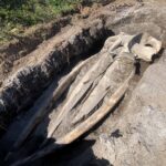 The whale skull being unearthed by scientists after 5 years of burial for study.