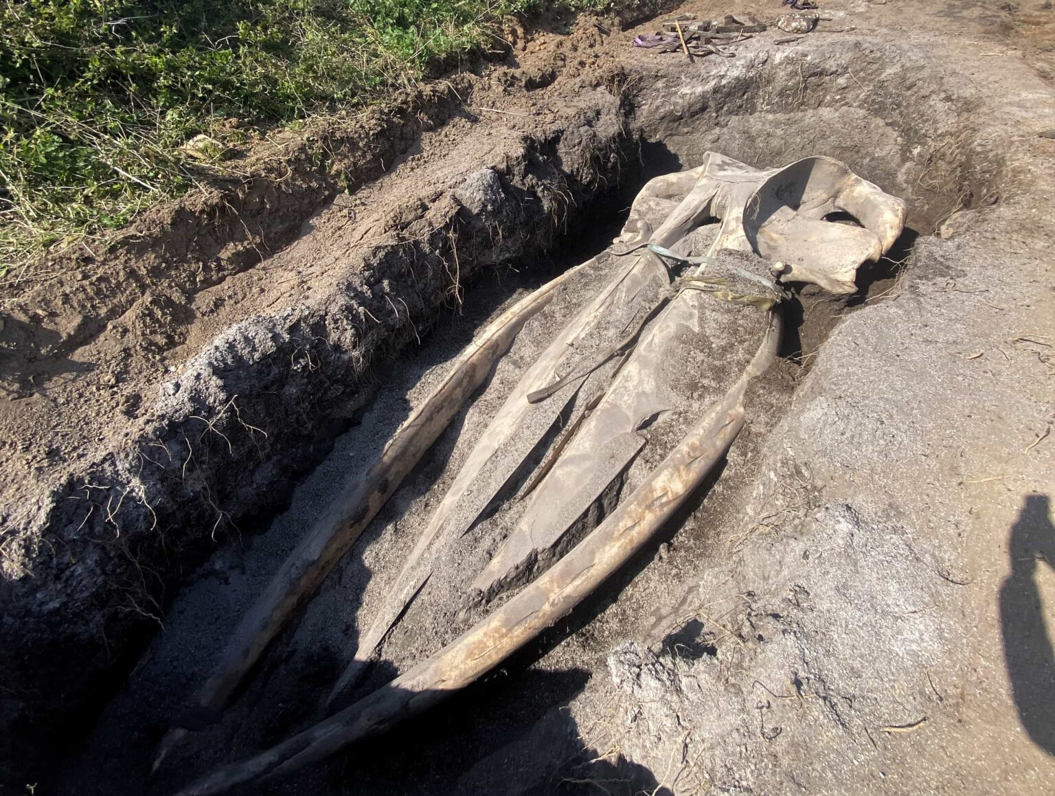 The whale skull being unearthed by scientists after 5 years of burial for study.