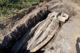 The whale skull being unearthed by scientists after 5 years of burial for study.
