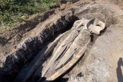 The whale skull being unearthed by scientists after 5 years of burial for study.