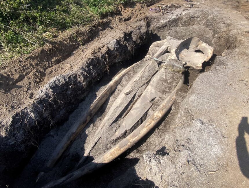 The whale skull being unearthed by scientists after 5 years of burial for study.