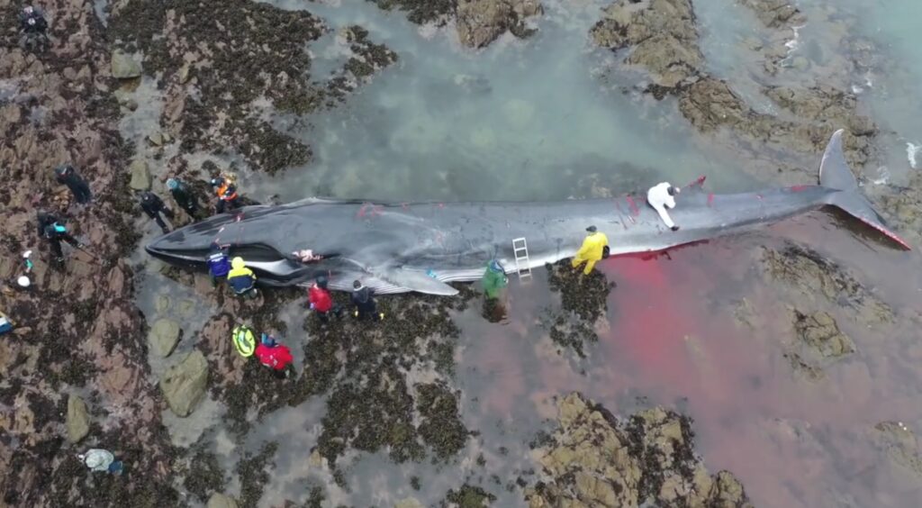 The whale seen after it was beached and died at Parbean Cove at the mouth of the Helford river, Cornwall.