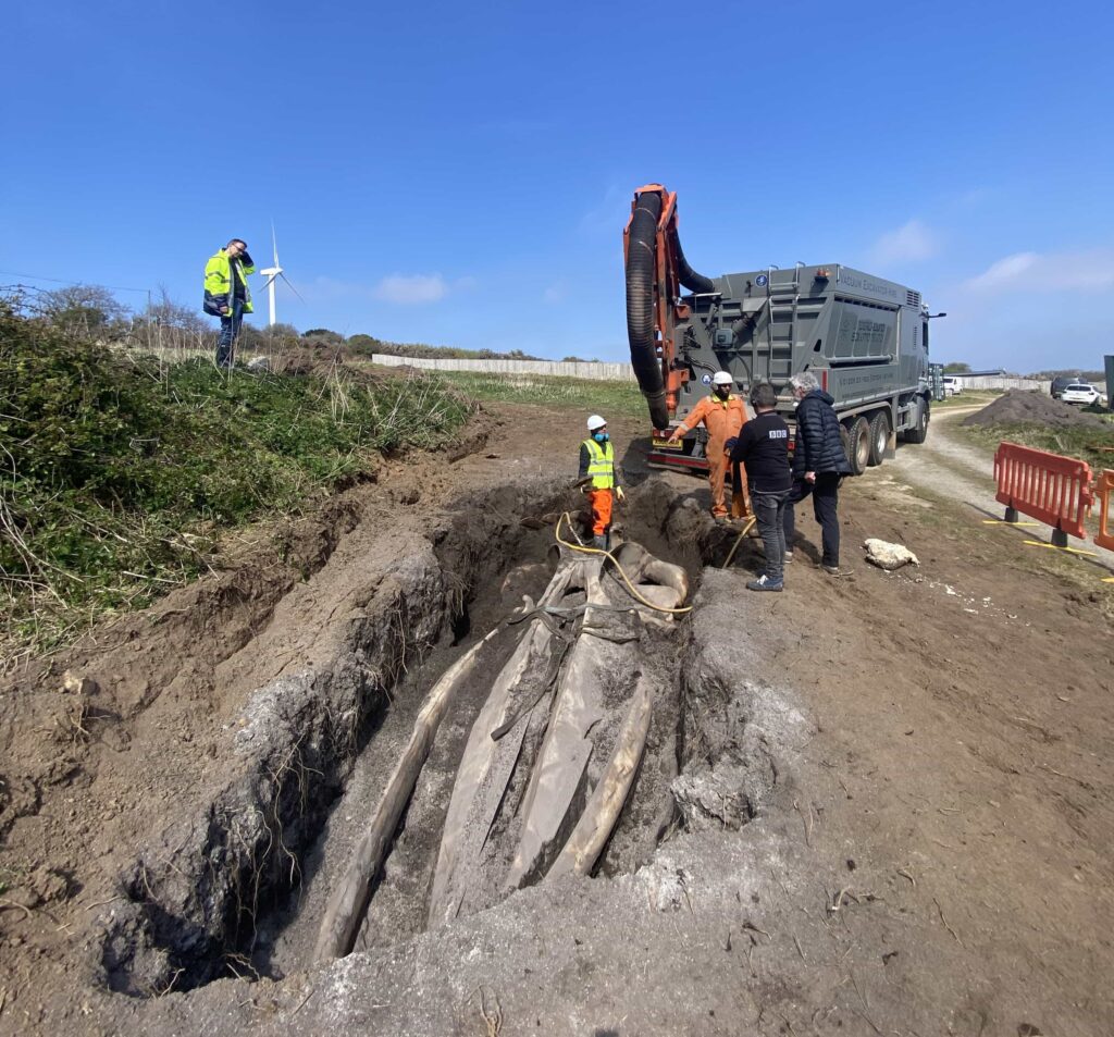The whale skull being unearthed by scientists after 5 years of burial for study.