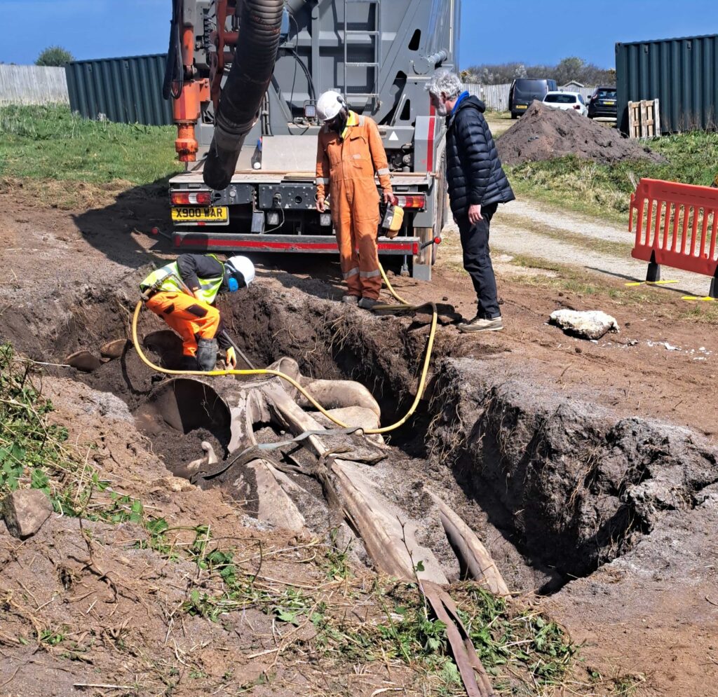 The whale skull being unearthed by scientists after 5 years of burial for study.