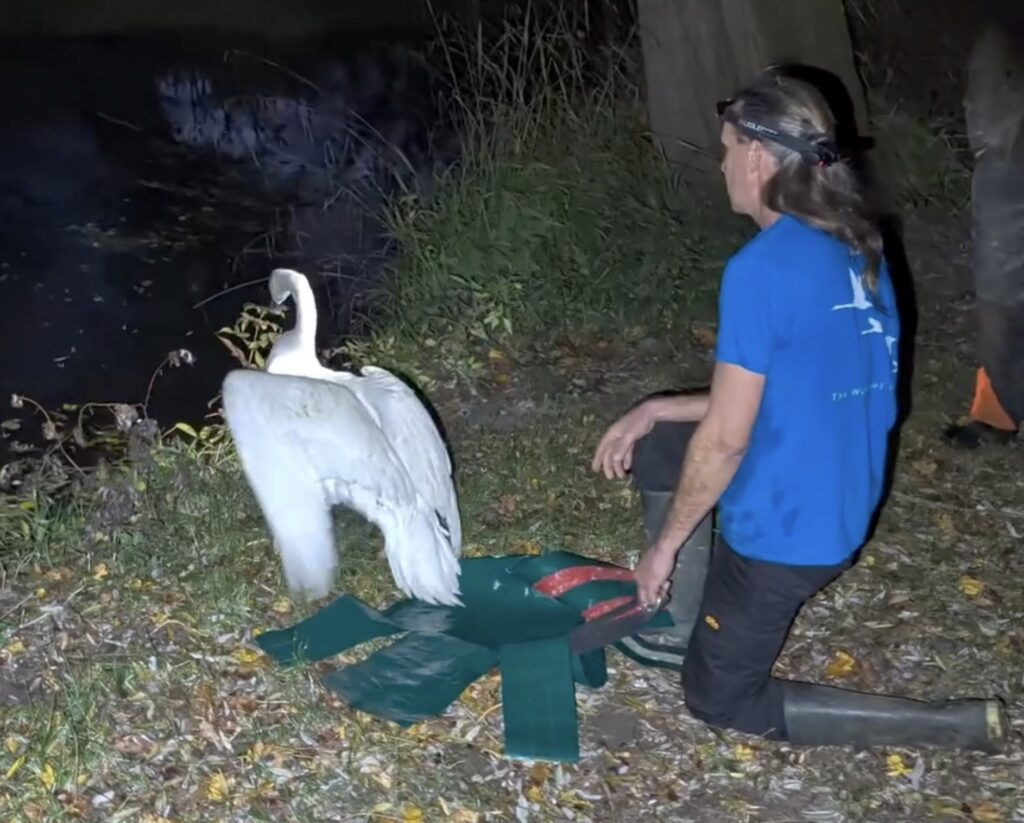 Rescuer saves swan trapped under a mill water wheel in a risky night time mission as Graham Porter scales down with ropes and gear to free the distressed bird with help from mill staff.