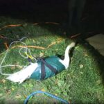 Rescuer saves swan trapped under a mill water wheel in a risky night time mission as Graham Porter scales down with ropes and gear to free the distressed bird with help from mill staff.